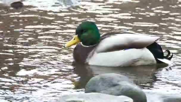 Canard nageant au bord de la rivière — Video