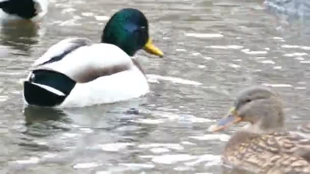 Un par de patos cazando en el río bosque — Vídeos de Stock