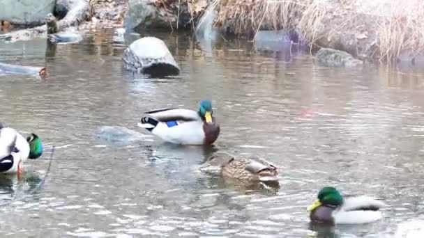 Un par de patos cazando en el río bosque — Vídeos de Stock