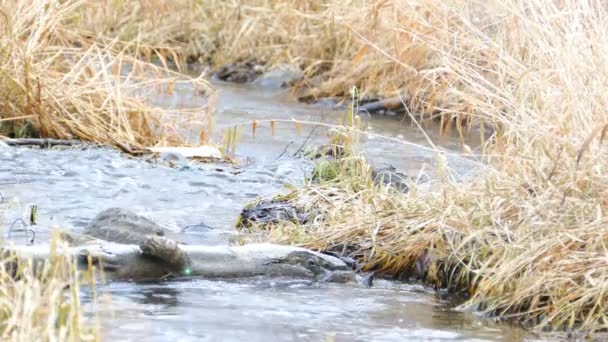 Pequeño río fluye en bosque otoñal — Vídeos de Stock