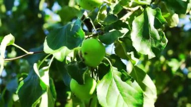 Ağaç dalı, makro üzerinde yeşil elma