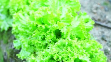 Yeşil salata yaprakları makro çekim