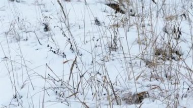 kar altında kuru ot