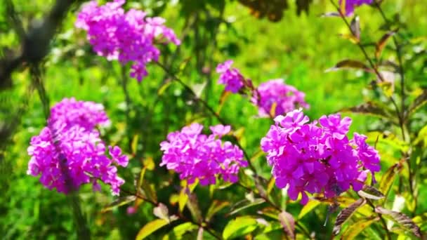 Pink Phlox Flowers Bush — Stock Video