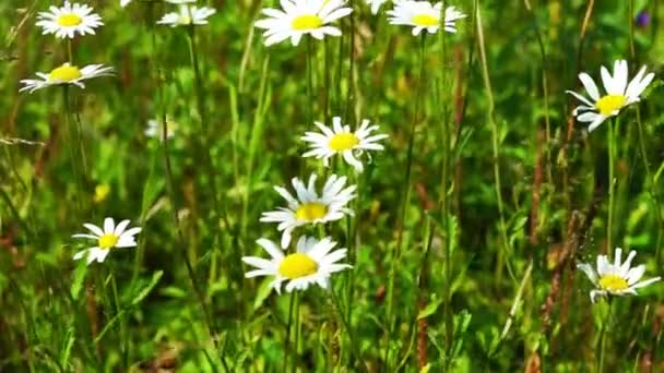 Vackra vita prästkrage blommor — Stockvideo