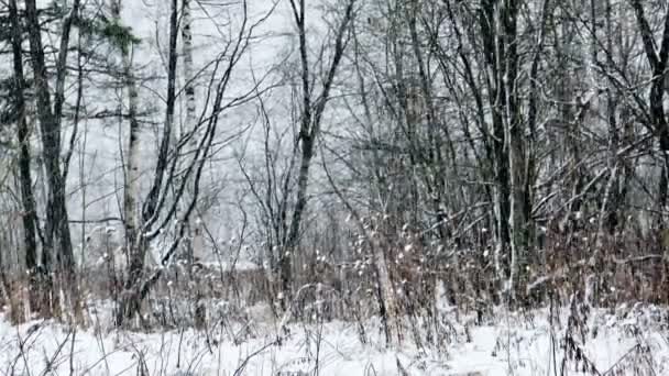 A téli erdő erős havazás — Stock videók