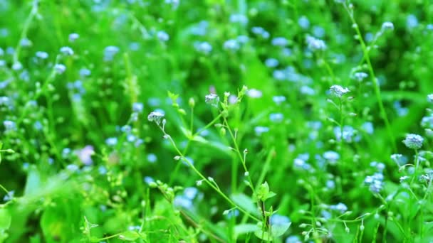 Bellissimi fiori blu non dimenticarmi — Video Stock
