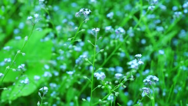 Bellissimi fiori blu non dimenticarmi — Video Stock