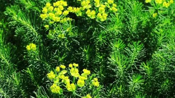 Gula blommor av Cypress Spurge — Stockvideo