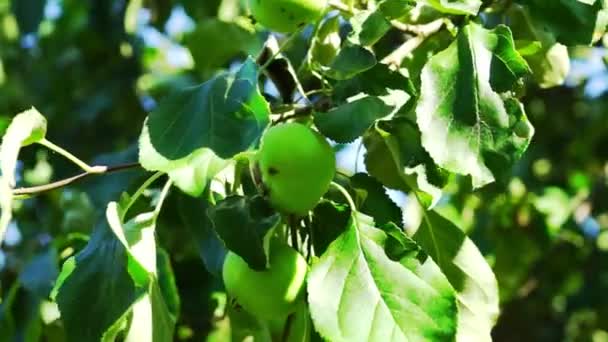 Manzanas verdes en la rama del árbol, Macro — Vídeo de stock