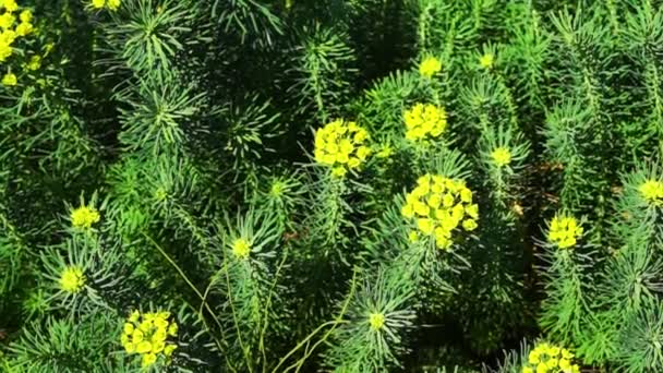 Yellow Flowers of Cypress Spurge — Stock Video