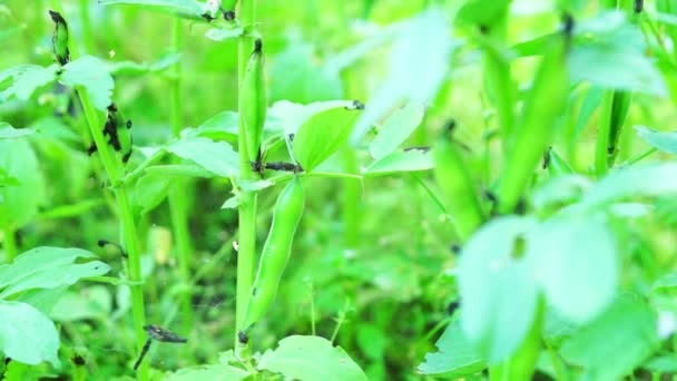 Frijoles verdes en tallos — Vídeo de stock