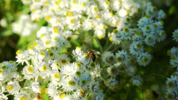 Spotkanie Pszczoła pyłek — Wideo stockowe