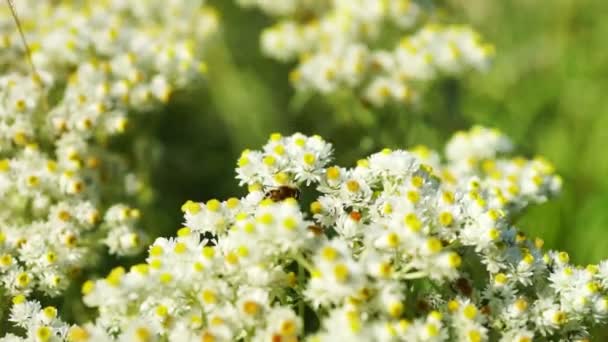 Пыльца для пчёл — стоковое видео