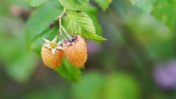 Gele Raspberry bessen Macro — Stockvideo