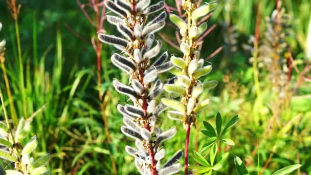 Tufted Vetch o Vicia Cracca Seeds — Video Stock