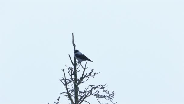 Corbeau assis sur un arbre mort sec — Video