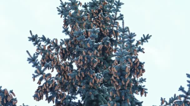 Arbre d'épinette avec cônes de sapin 