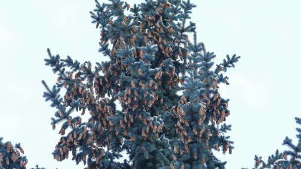 Spruce Tree With Fir-Cones — Stock Video