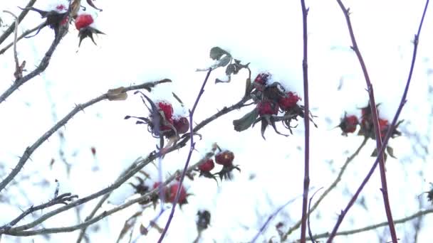 A havas téli napon Briar bogyók — Stock videók