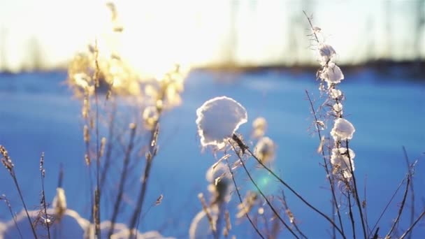 Snowdrift avec herbe sèche close-up — Video