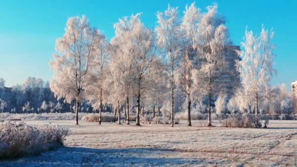 Stadtpark mit Raureif auf Gras im Winter — Stockvideo