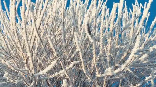 Trädgrenar med Hoarfrost i Winter Park — Stockvideo