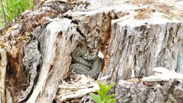 Viper (Vipera Berus) v suchém pařezu — Stock video