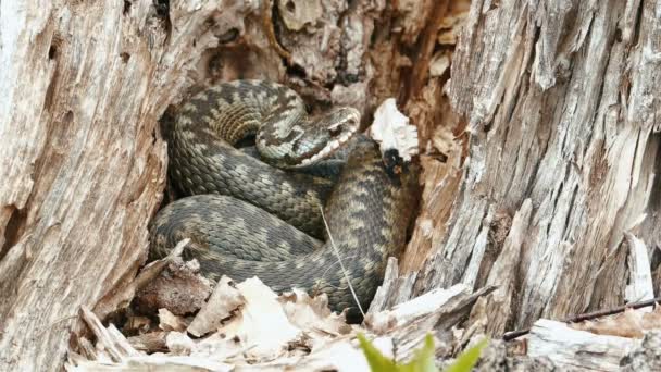 Viper (Vipera Berus) in a dry stump — Stock Video