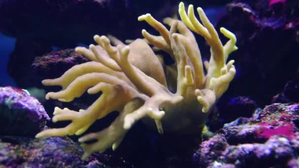 Стагхорн коралловый (Acropora cervicornis) на дне моря — стоковое видео