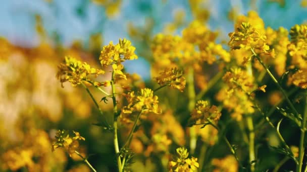 Желтые цветы, цветущие в саду — стоковое видео