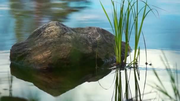 Piedra en el agua con el bosque reflejándose en ella — Vídeos de Stock