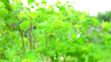 Bahçe zemin üzerine yeşil bush Şubesi