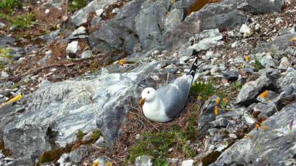 Seagul sitter på boet kläckning — Stockvideo