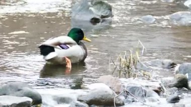 Nehri sahilinde Yüzme ördekler