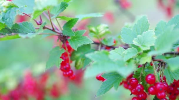 Grosella roja (grosella roja, Ribes Rubrum) bayas de primer plano — Vídeo de stock