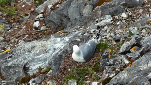 Seagul siedzi na gnieździe wylęgowych — Wideo stockowe