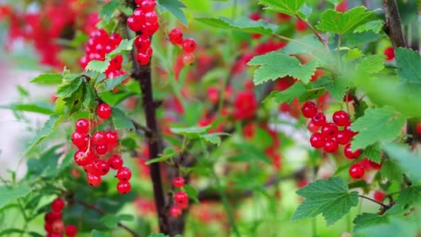 Aalbes (rode bessen, Ribes Rubrum) bessen close-up — Stockvideo