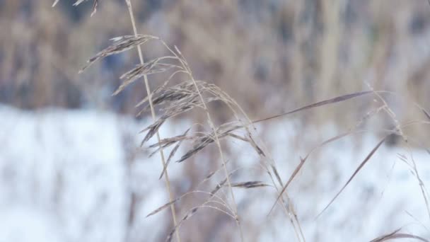 Droog gras onder de sneeuw, statische opname — Stockvideo