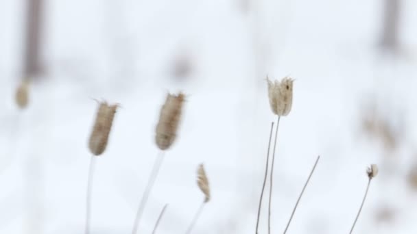 Torrt gräs Under snö, statiska skott — Stockvideo