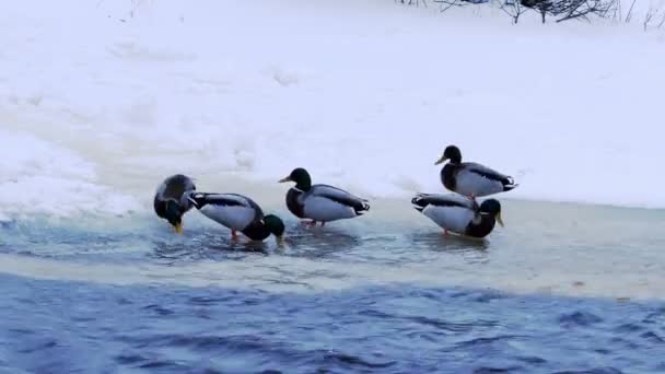Stado kaczek na brzegu rzeki 4k — Wideo stockowe