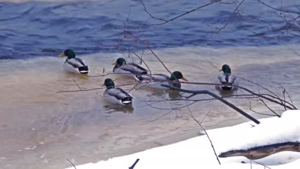 Duck flock at river shore 4K — Stock Video