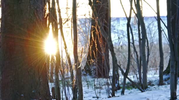 Zachód słońca w zimowym lesie, strzał z suwakiem — Wideo stockowe