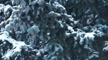 Köknar-koniler ile Ladin ağacı