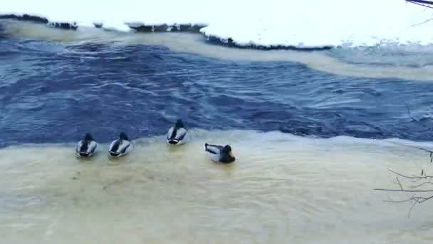 Manada de patos cazando en el río bosque — Vídeos de Stock