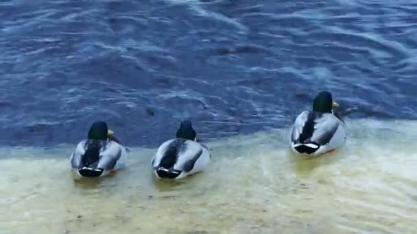 Flock of ducks hunting in forest river — Stock Video