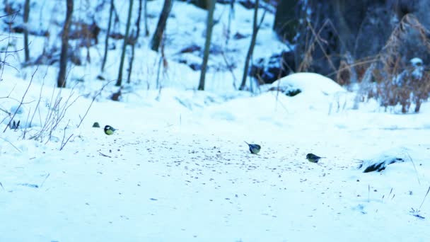 Nagy madár cinege (Parus fő) étkezési téli erdőben — Stock videók