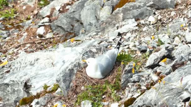 Seagul Sitting on Nest Hatching — Stock Video