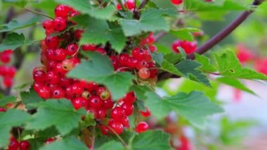 Somun (kırmızı kuş üzümü, Ribes Rubrum) çilek portre