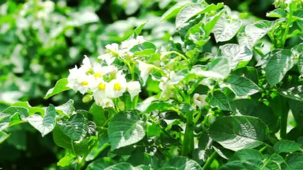 Potato Haulm Tops With White Flowers — Stock Video